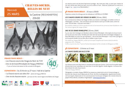 chauve-souris_flyer