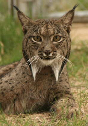 Lynx