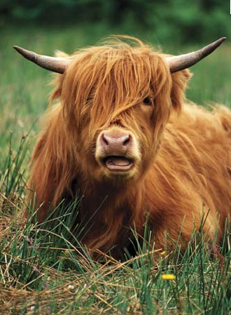 highland-cattle